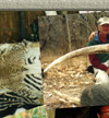 Tanzania Hunting Safaris Photo Collage