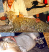 Tanzania Hunting Safaris Photo Collage