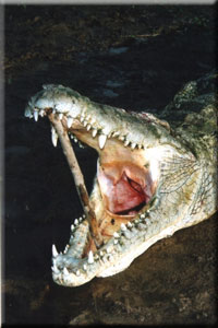 Crocodile 1