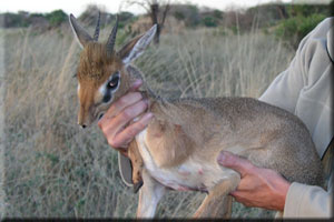 Dik-Dik 1