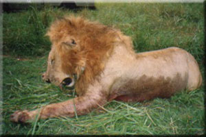 Lion 5