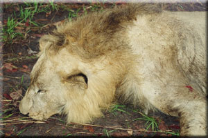 Lion 9