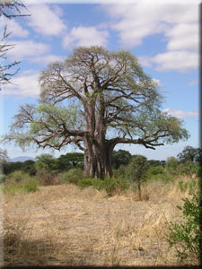 Masai Baobab