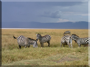 Zebra herd