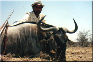 White-Bearded Wildebeest 1